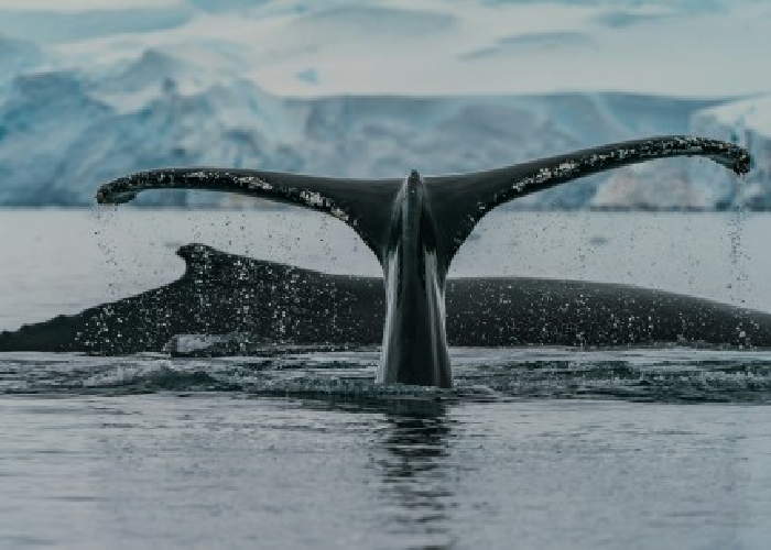نهنگ‌های بیت‌کوین می‌خرند، نشانه‌ای از افزایش بالقوه!